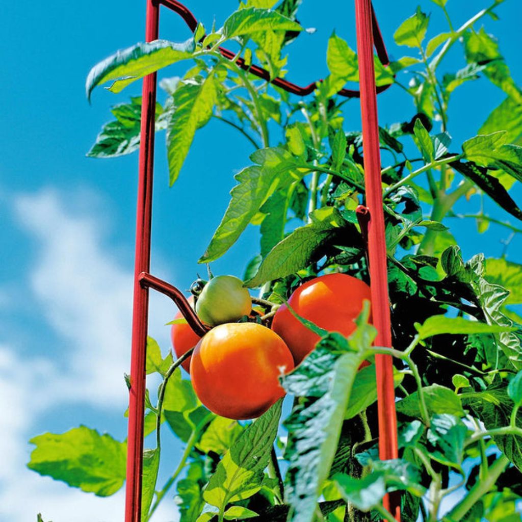 Greenhaus Gardening Tomato Supports Set of 3, Durable Steel Garden Ladders