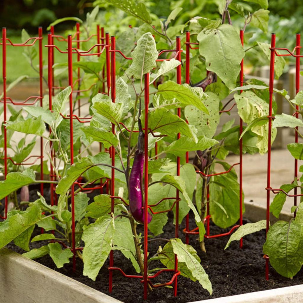 Greenhaus Gardening Pepper & Eggplant Stackable Stakes Set of 3, Plant Supports