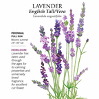 Greenhaus Gardening Lavender Seeds English Tall Vera Fragrant Herb Flowers