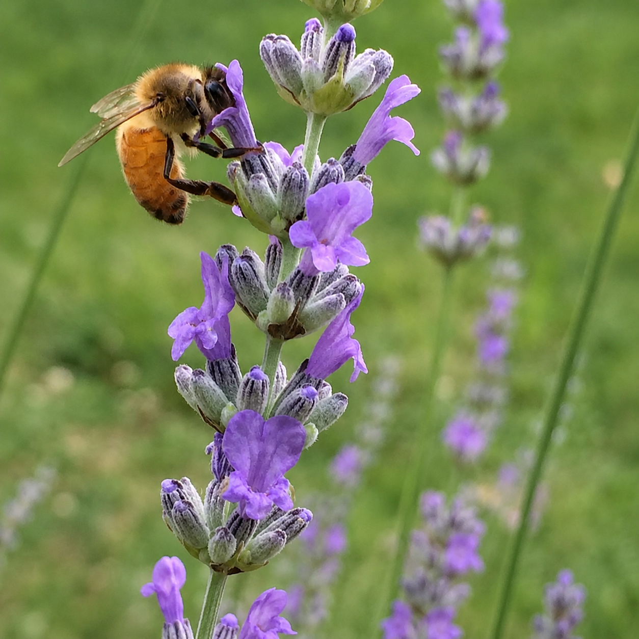 Greenhaus Gardening Lavender Seeds English Tall Vera Fragrant Herb Flowers