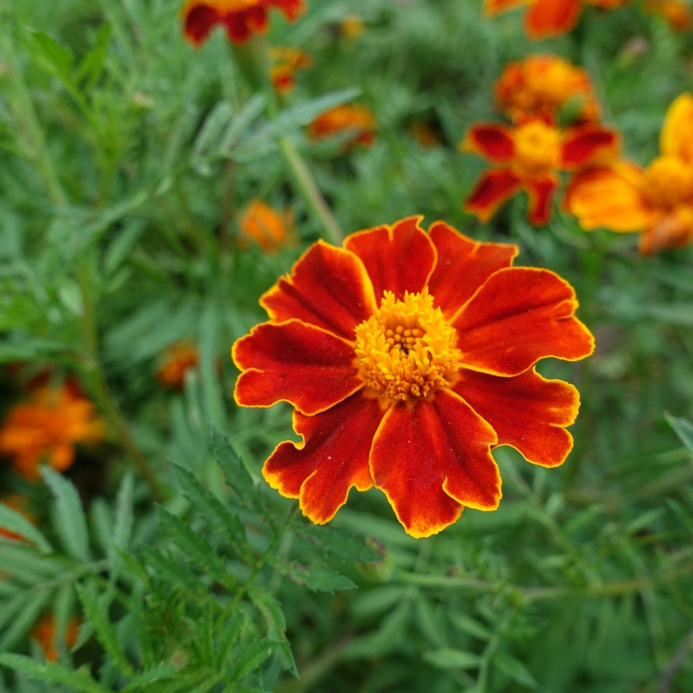 Greenhaus Gardening Marigold Seeds Red Metamorph French Flowers for Pollinators