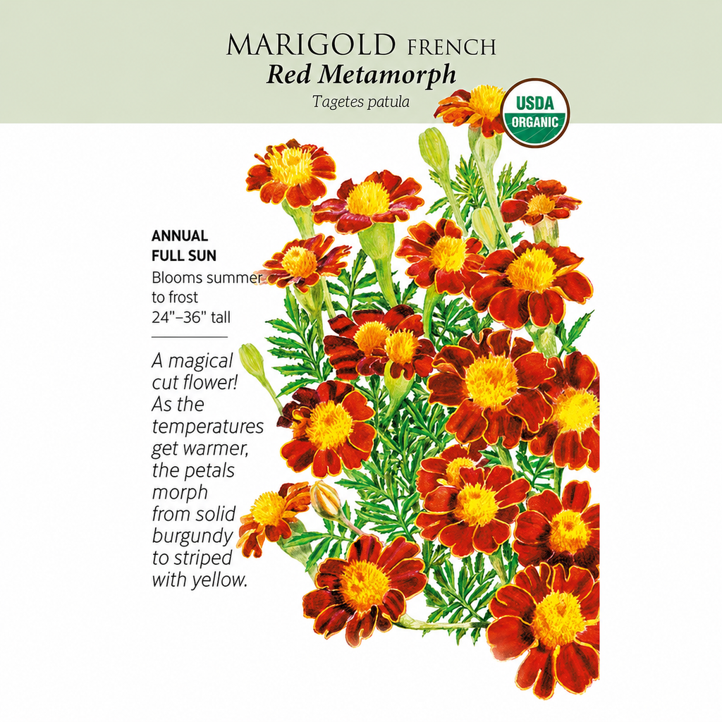 Greenhaus Gardening Marigold Seeds Red Metamorph French Flowers for Pollinators