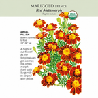 Greenhaus Gardening Marigold Seeds Red Metamorph French Flowers for Pollinators