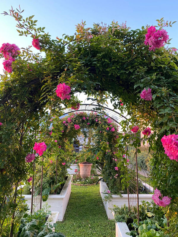 Greenhaus Gardening Tall Garden Arch Trellis, Durable Metal Plant Climbing Frame