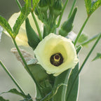 Greenhaus Gardening Okra Seeds Clemson Spineless 80 for Vegetable Gardening