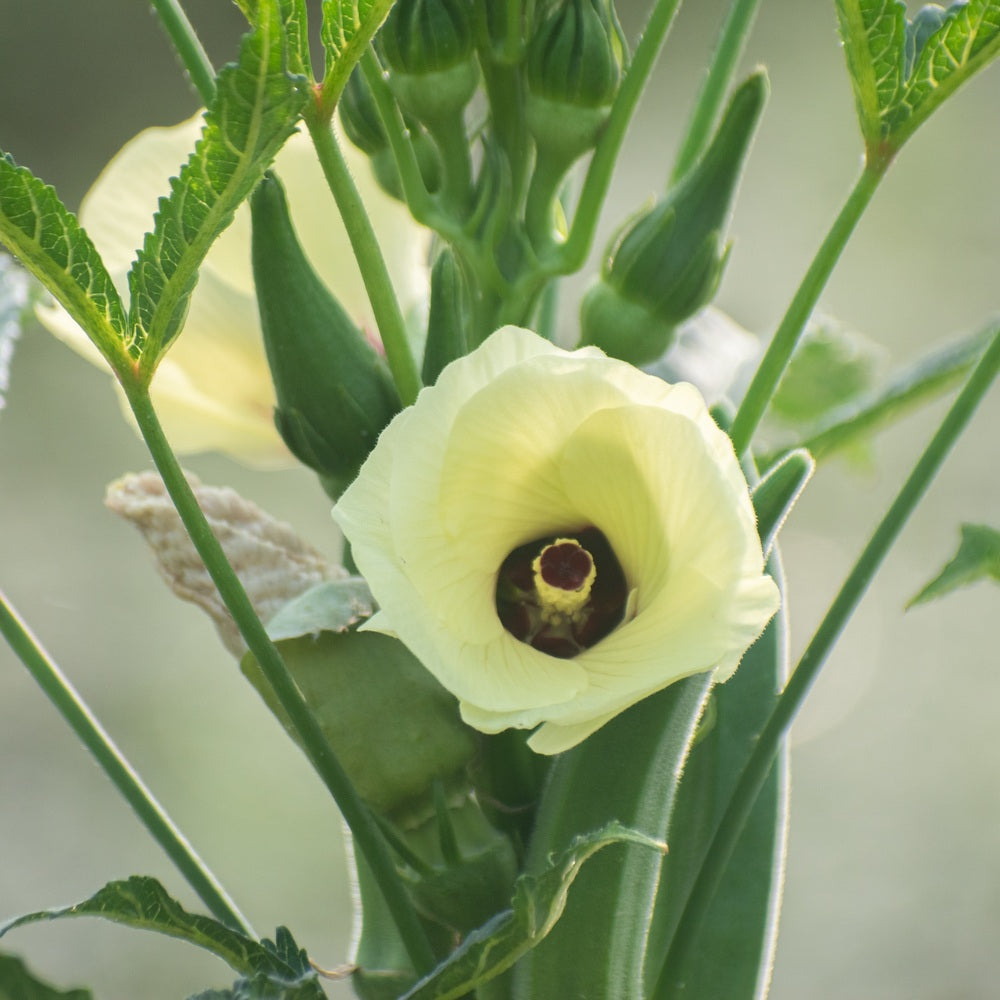 Greenhaus Gardening Okra Seeds Clemson Spineless 80 for Vegetable Gardening