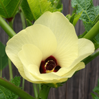 Greenhaus Gardening Okra Seeds Clemson Spineless 80 for Vegetable Gardening