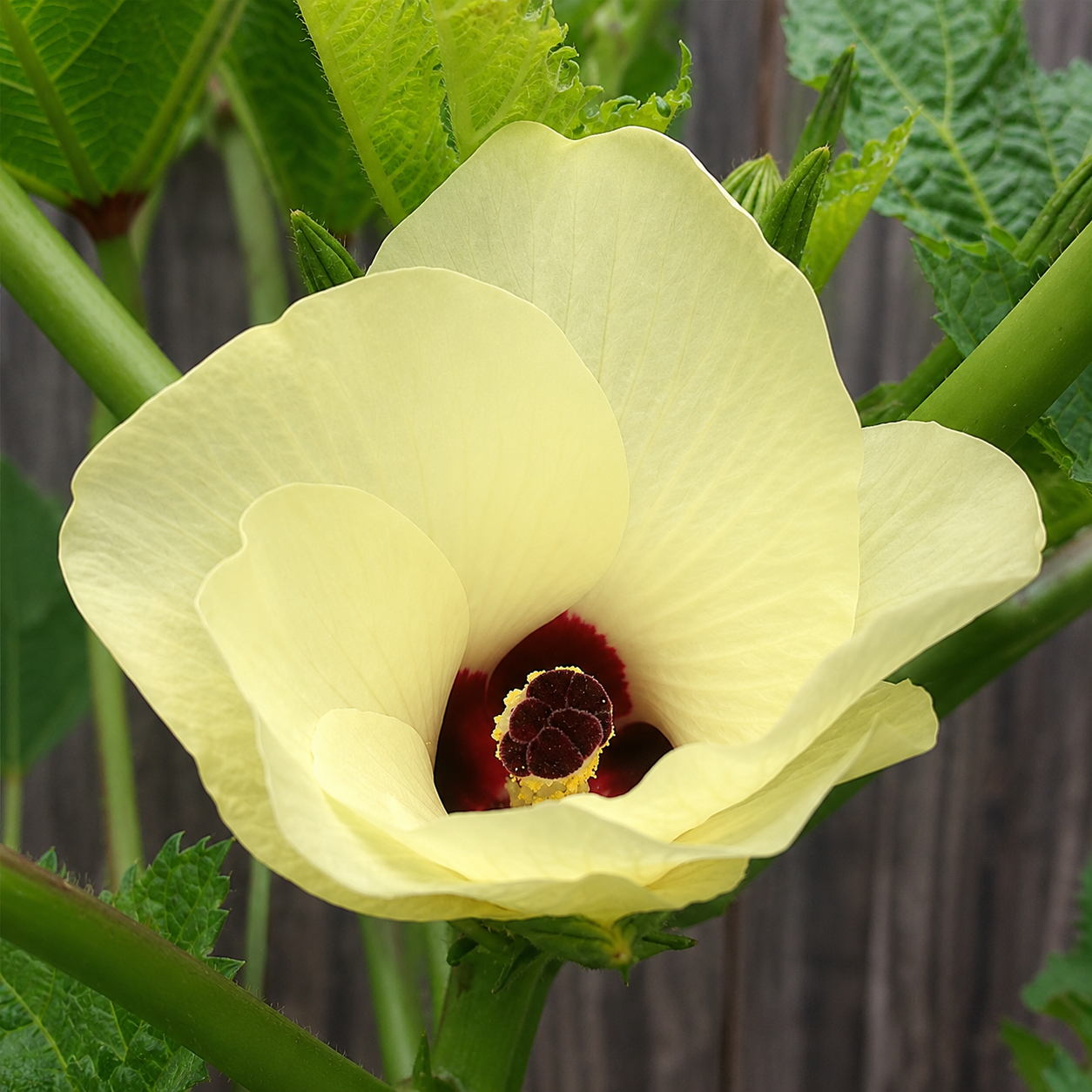 Greenhaus Gardening Okra Seeds Clemson Spineless 80 for Vegetable Gardening