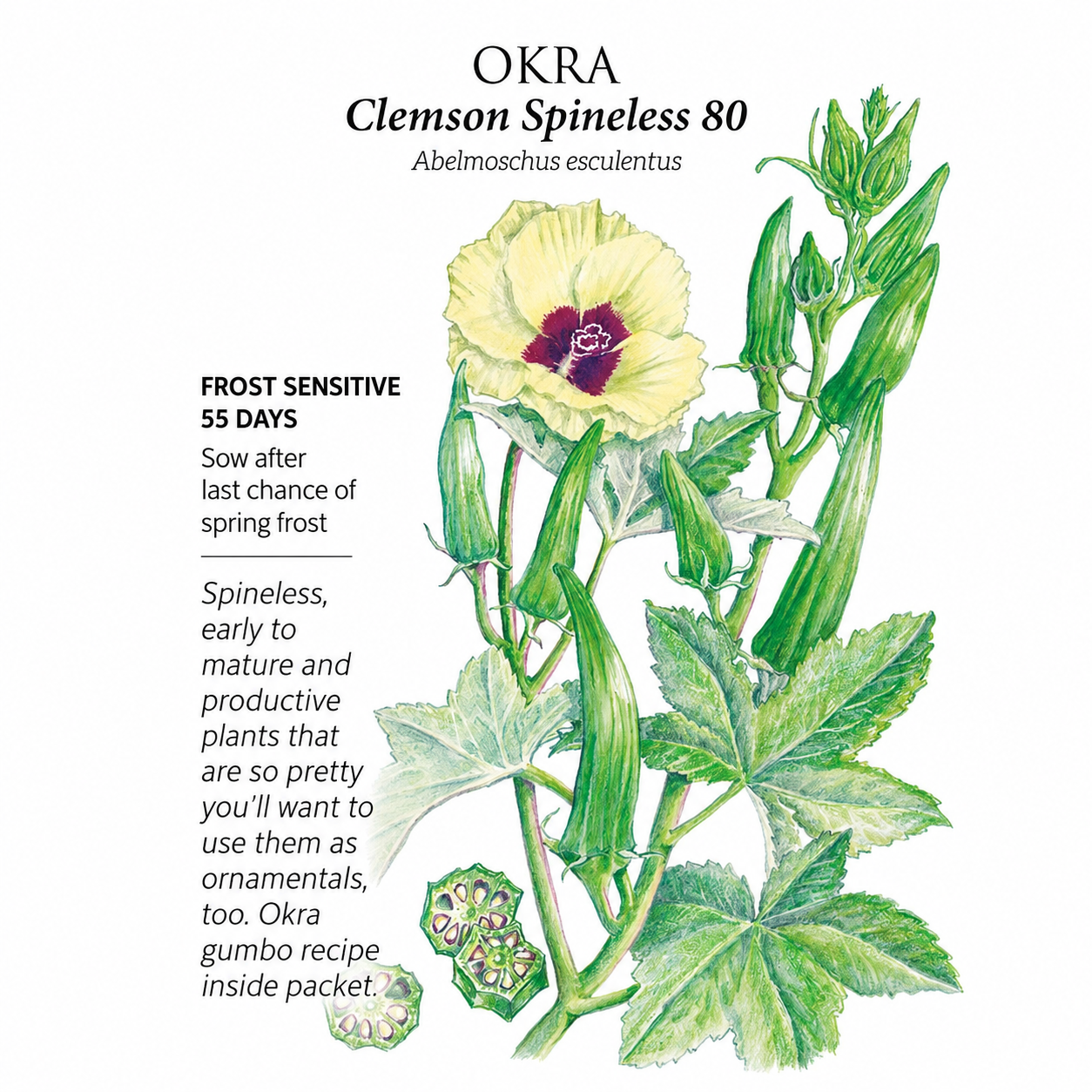 Greenhaus Gardening Okra Seeds Clemson Spineless 80 for Vegetable Gardening