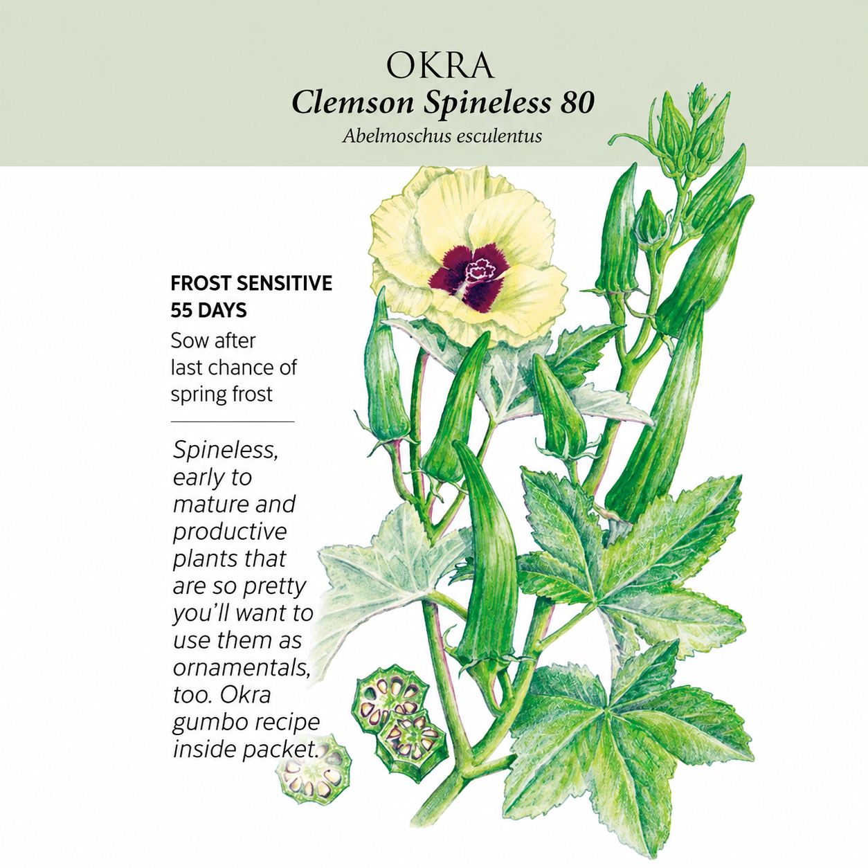 Greenhaus Gardening Okra Seeds Clemson Spineless 80 for Vegetable Gardening