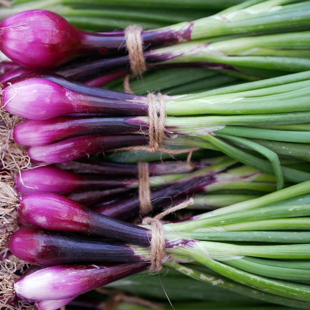 Greenhaus Gardening Onion Seeds Italian Red of Florence Scallion Onion