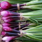 Greenhaus Gardening Onion Seeds Italian Red of Florence Scallion Onion