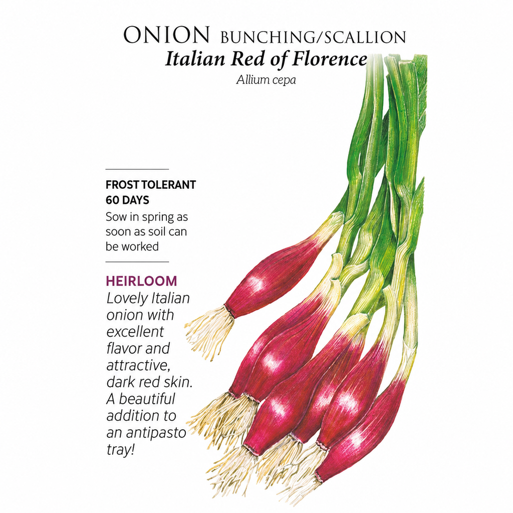 Greenhaus Gardening Onion Seeds Italian Red of Florence Scallion Onion