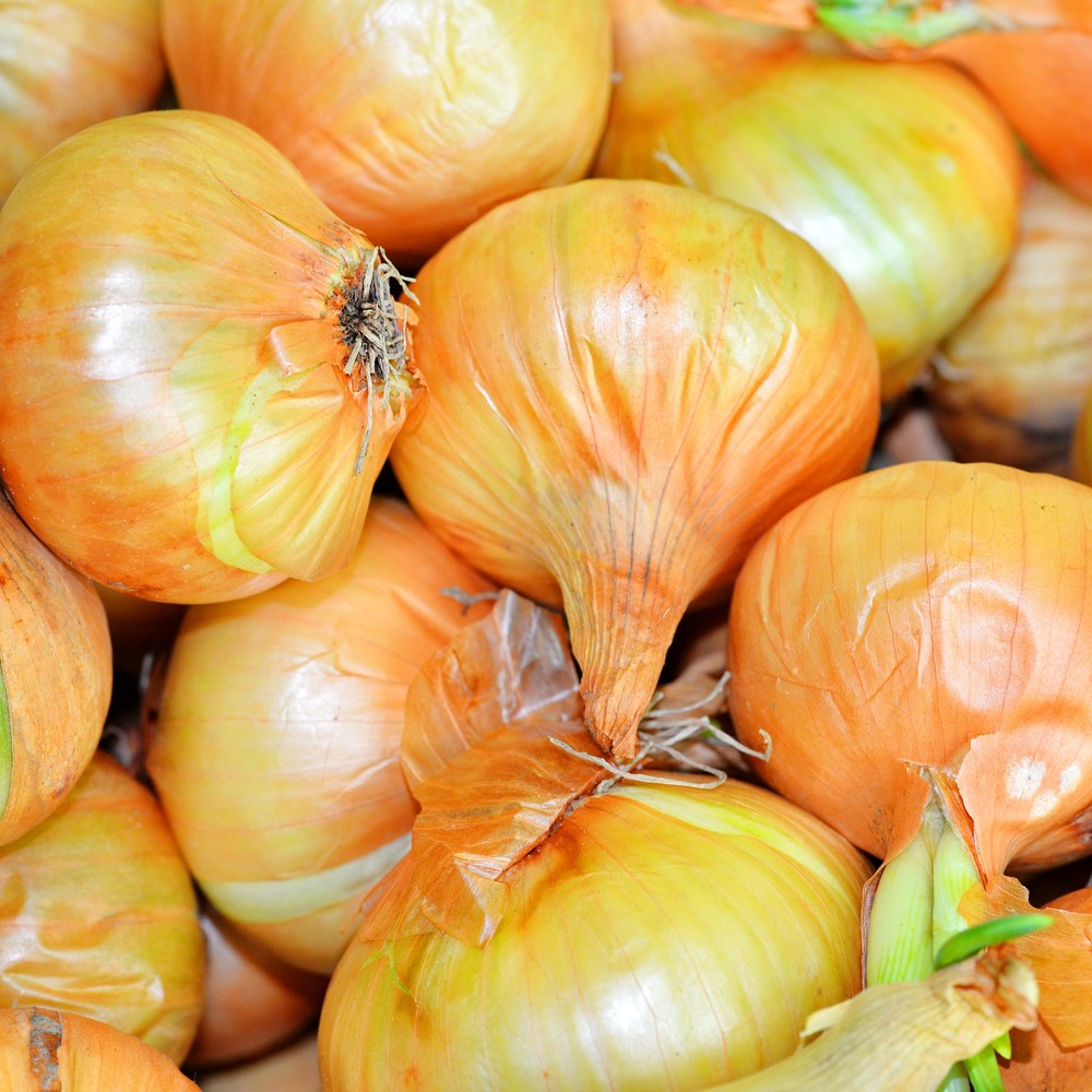 Greenhaus Gardening Onion Seeds Sweet Spanish Bulb Onion for Raised Bed Gardening
