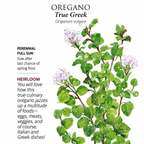 Greenhaus Gardening Oregano Seeds Aromatic Perennial Herb for Home Gardens