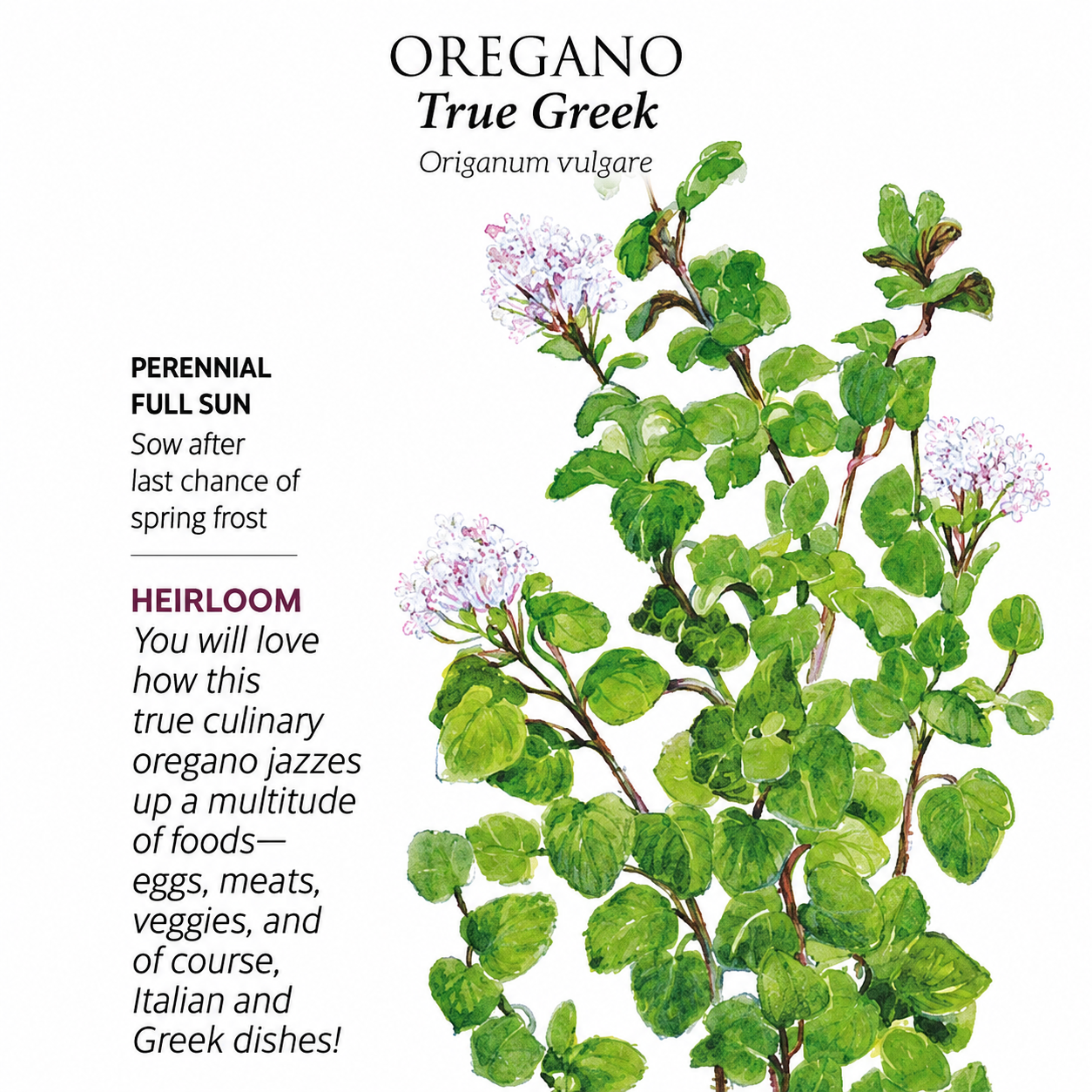 Greenhaus Gardening Oregano Seeds Aromatic Perennial Herb for Home Gardens