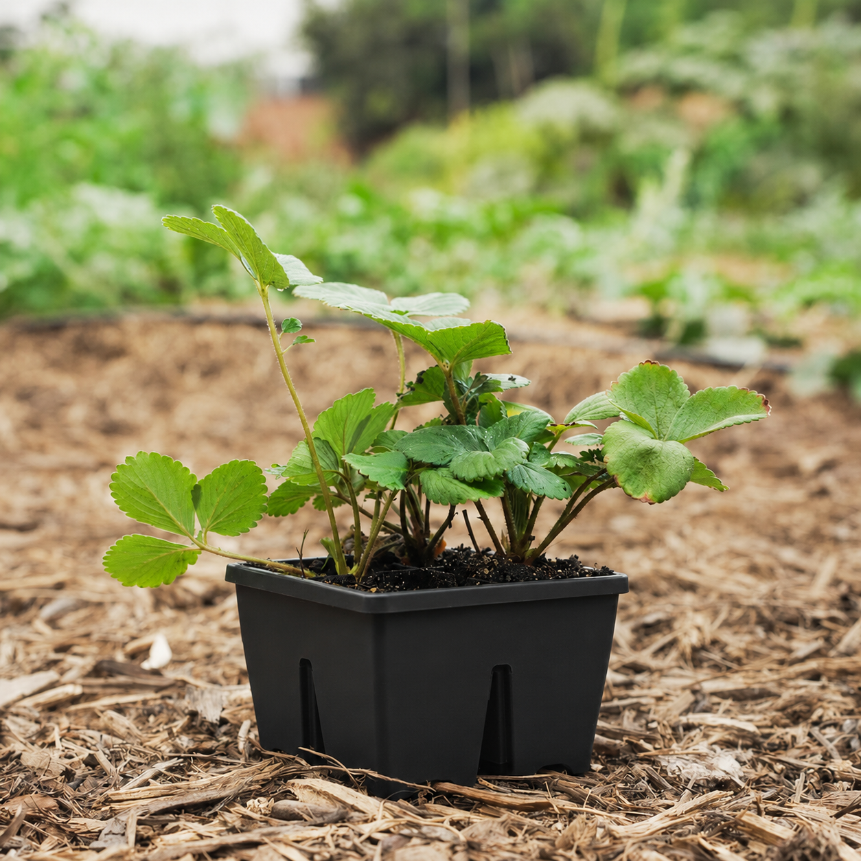 Greenhaus Gardening Seed Starting Kit All-in-One Starter Set for Flowers