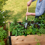 Greenhaus Gardening Raised Bed Trowel, Heavy Duty Digging Tool