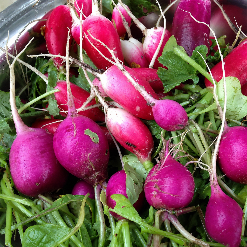 Greenhaus Gardening Radish Seeds Easter Egg Blend for Colorful Garden Harvests