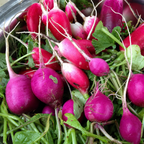 Greenhaus Gardening Radish Seeds Easter Egg Blend for Colorful Garden Harvests