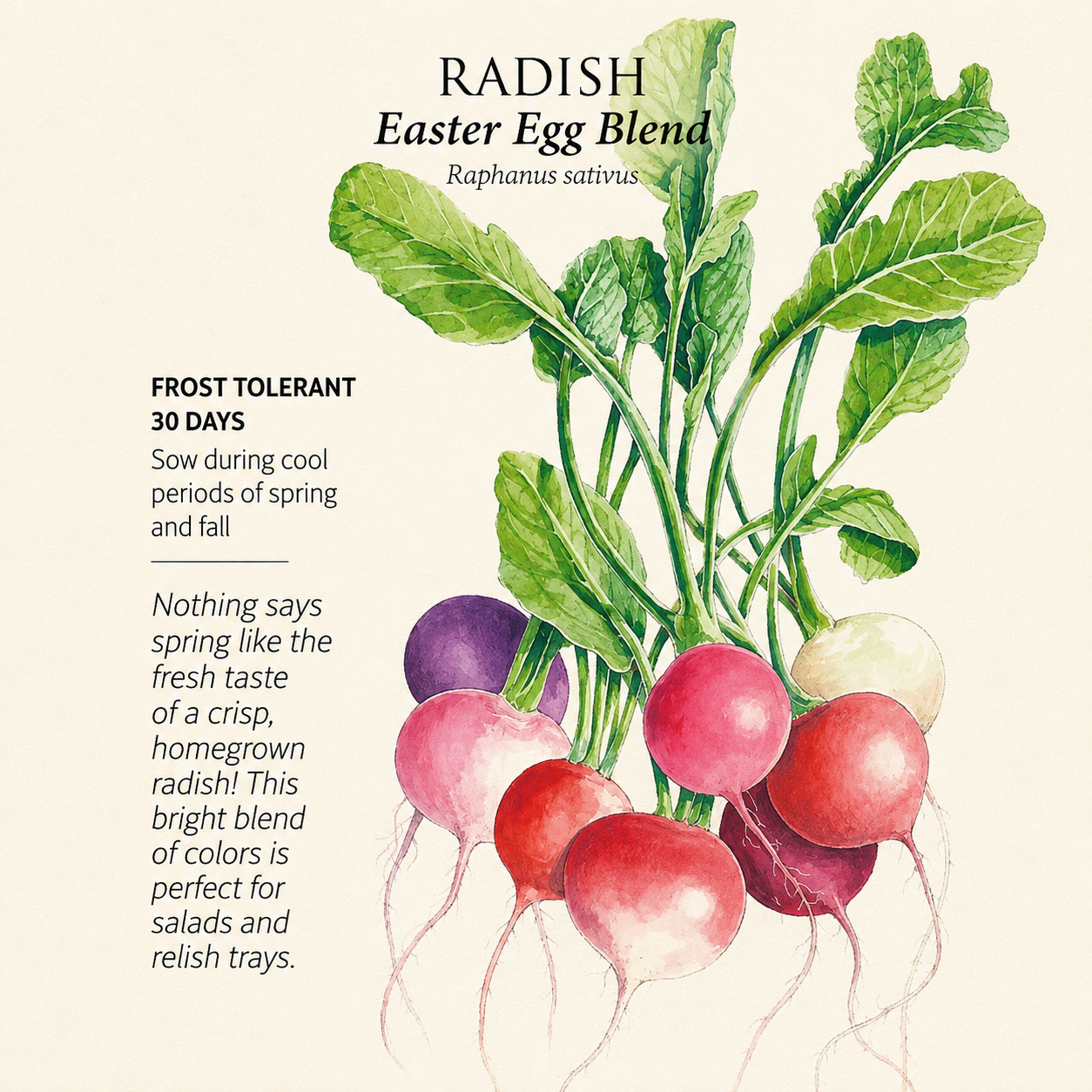 Greenhaus Gardening Radish Seeds Easter Egg Blend for Colorful Garden Harvests