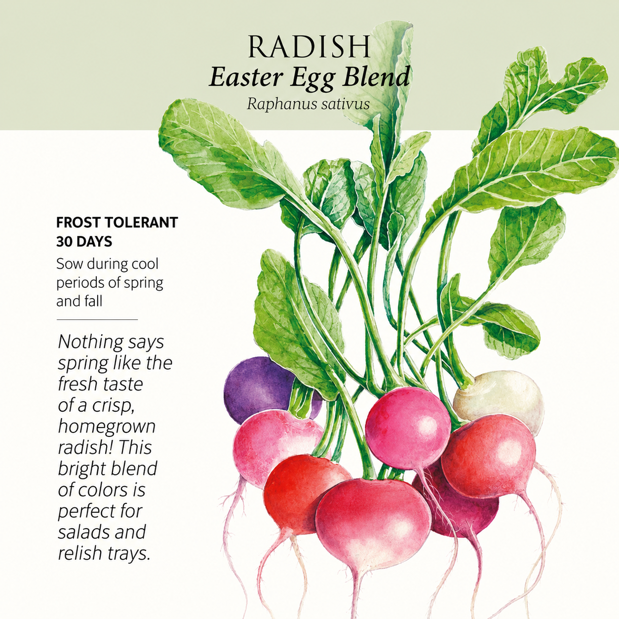 Greenhaus Gardening Radish Seeds Easter Egg Blend for Colorful Garden Harvests