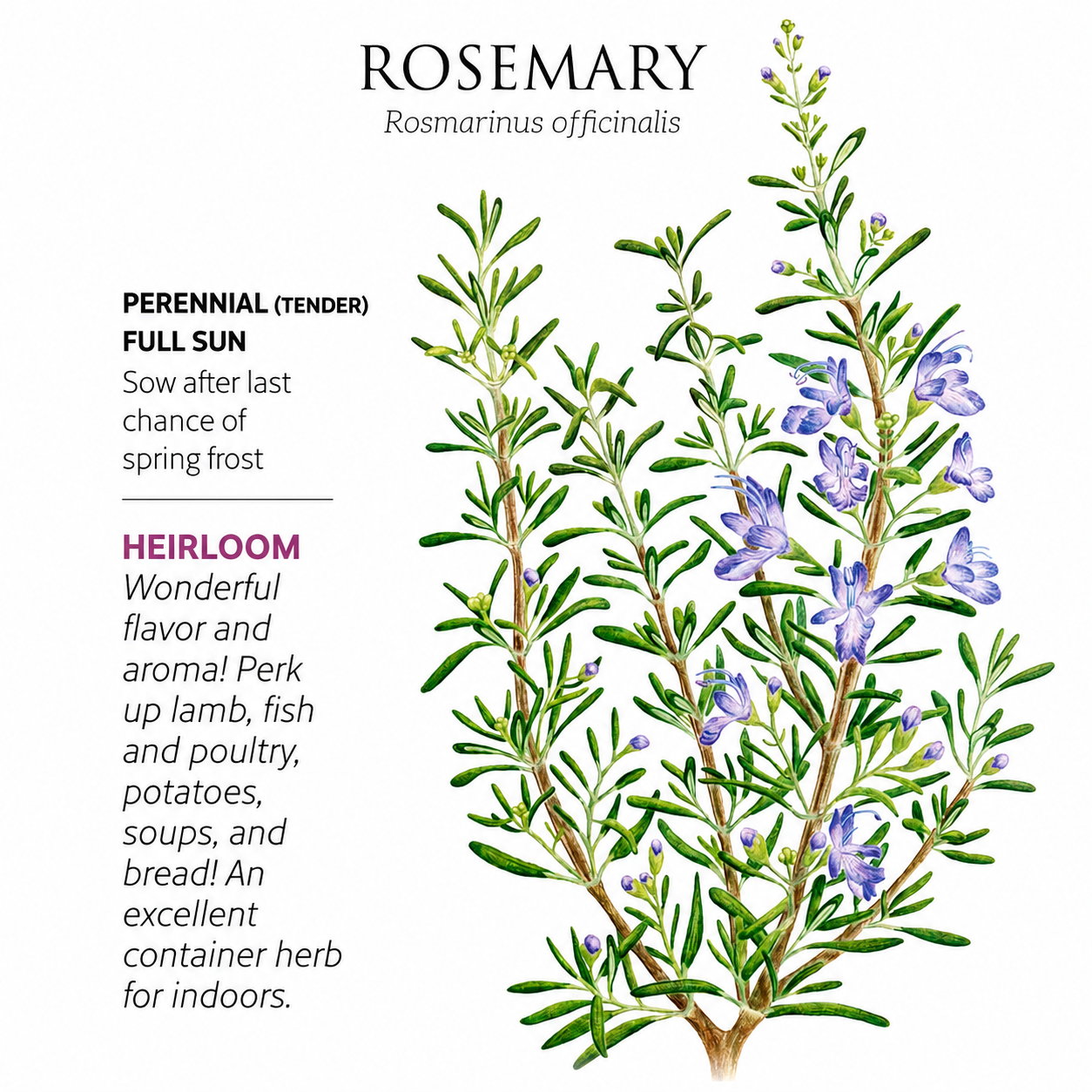 Greenhaus Gardening Rosemary Seeds Ornamental Culinary Herb for Home Gardens