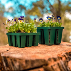 Greenhaus Gardening Seed Starting Tray Kit, Self-Watering Seedling Grow System
