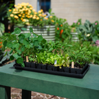 Greenhaus Gardening Seed Starting Kit for Herbs Vegetables and Flowers