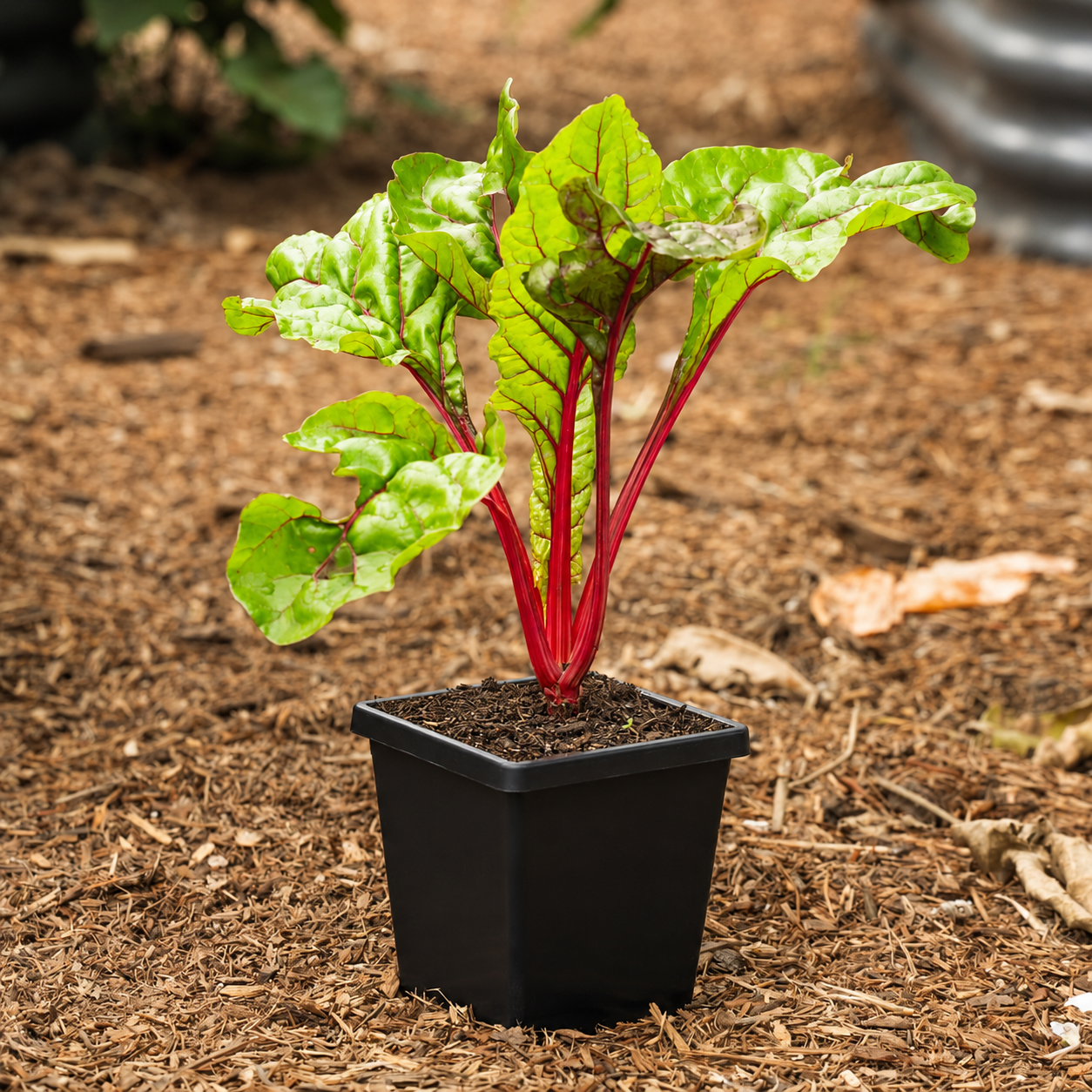 GreenHaus Gardening Deep Root Nursery Grow Pot
