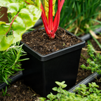 GreenHaus Gardening Deep Root Nursery Grow Pot