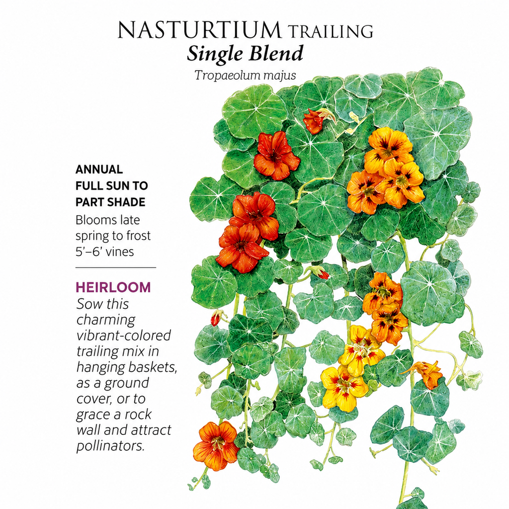 Greenhaus Gardening Nasturtium Seeds Trailing Vines for Trellis and Fence