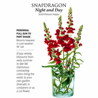 Greenhaus Gardening Snapdragon Seeds Long-Blooming Cut Flowers for Home Gardens