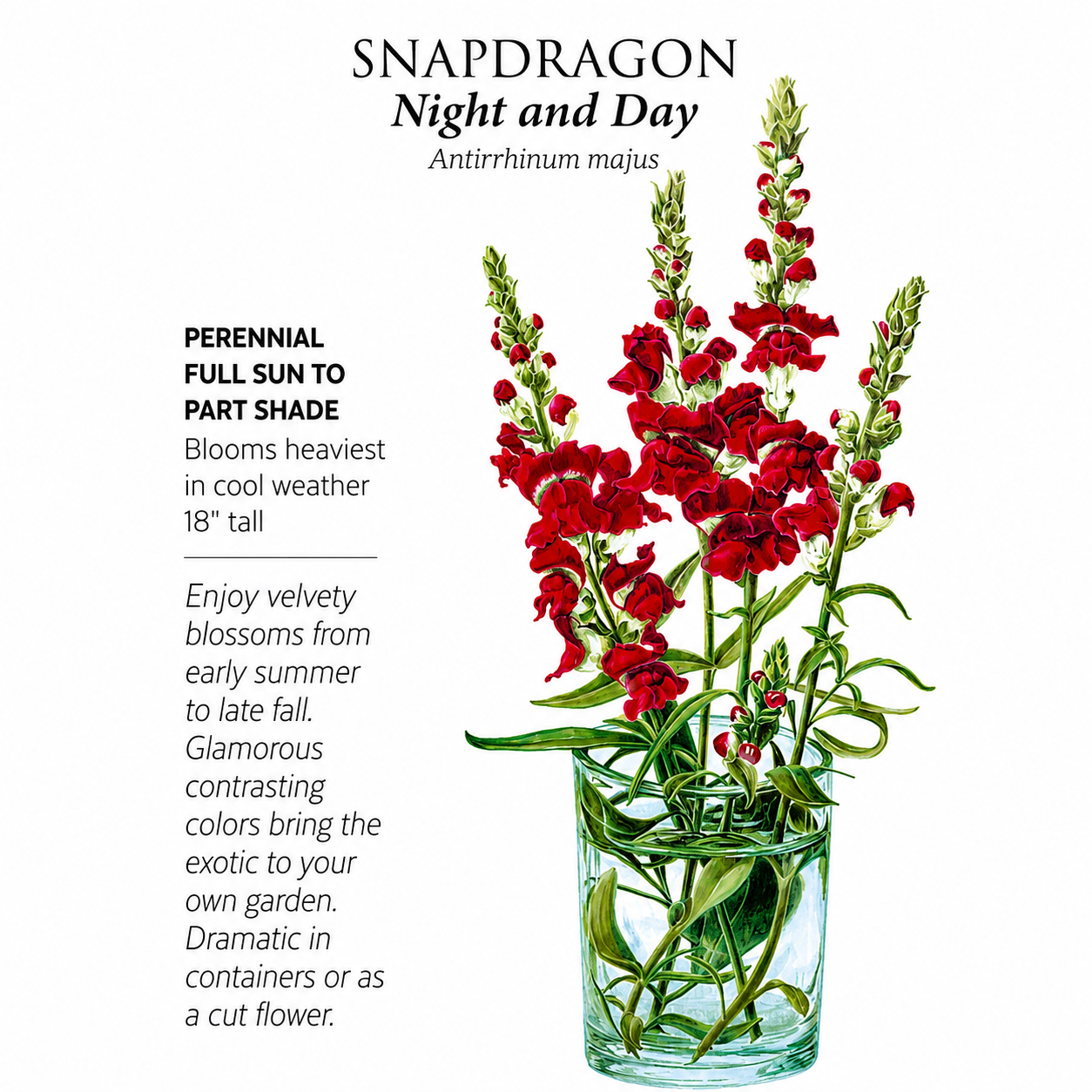Greenhaus Gardening Snapdragon Seeds Long-Blooming Cut Flowers for Home Gardens
