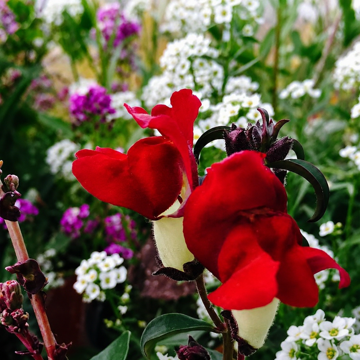 Greenhaus Gardening Snapdragon Seeds Long-Blooming Cut Flowers for Home Gardens