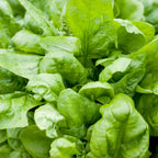 Greenhaus Gardening Spinach Seeds Matador Smooth Leaf Spinach for Gardens