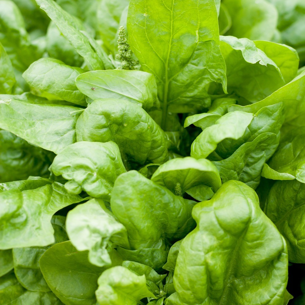 Greenhaus Gardening Spinach Seeds Matador Smooth Leaf Spinach for Gardens