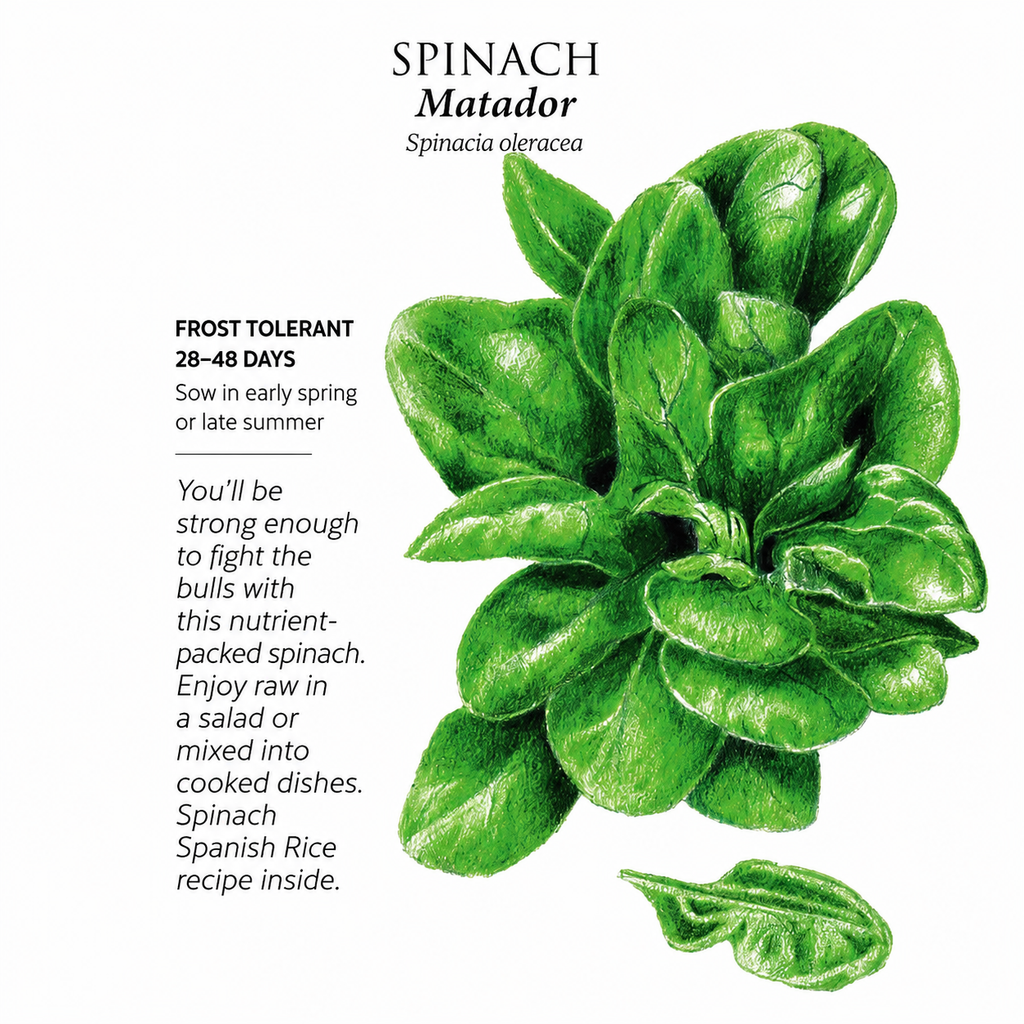 Greenhaus Gardening Spinach Seeds Matador Smooth Leaf Spinach for Gardens