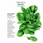 Greenhaus Gardening Spinach Seeds Matador Smooth Leaf Spinach for Gardens