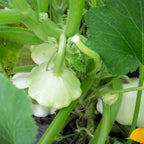 Greenhaus Gardening Squash Seeds Tender Patty Pan Blend for Home Garden Harvests