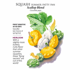 Greenhaus Gardening Squash Seeds Tender Patty Pan Blend for Home Garden Harvests