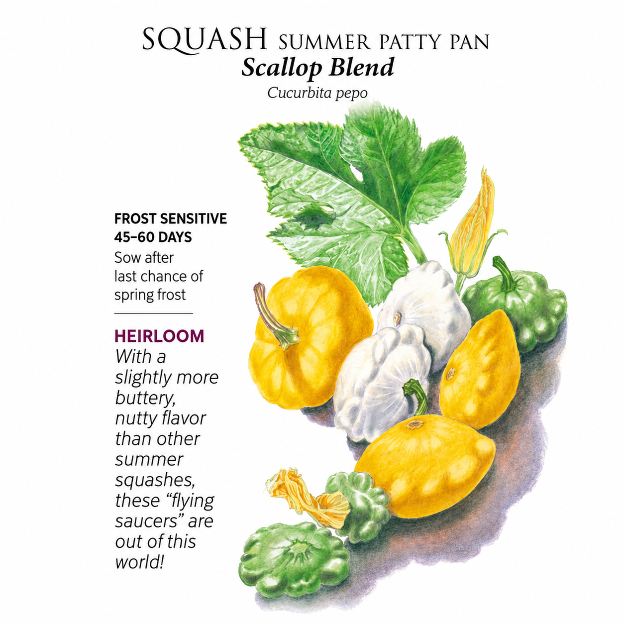 Greenhaus Gardening Squash Seeds Tender Patty Pan Blend for Home Garden Harvests