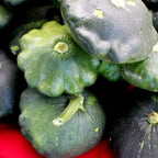 Greenhaus Gardening Squash Seeds Tender Patty Pan Blend for Home Garden Harvests