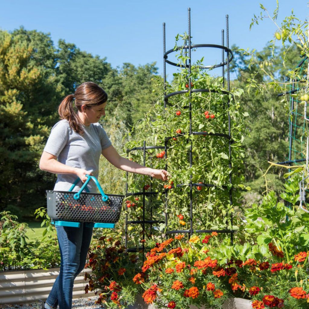 Greenhaus Gardening Tall Tomato Cages Set of 3, Heavy Duty Plant Supports