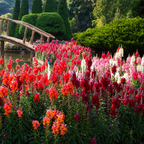 Greenhaus Gardening Snapdragon Seeds Tall Flower Mix for Mass Planting