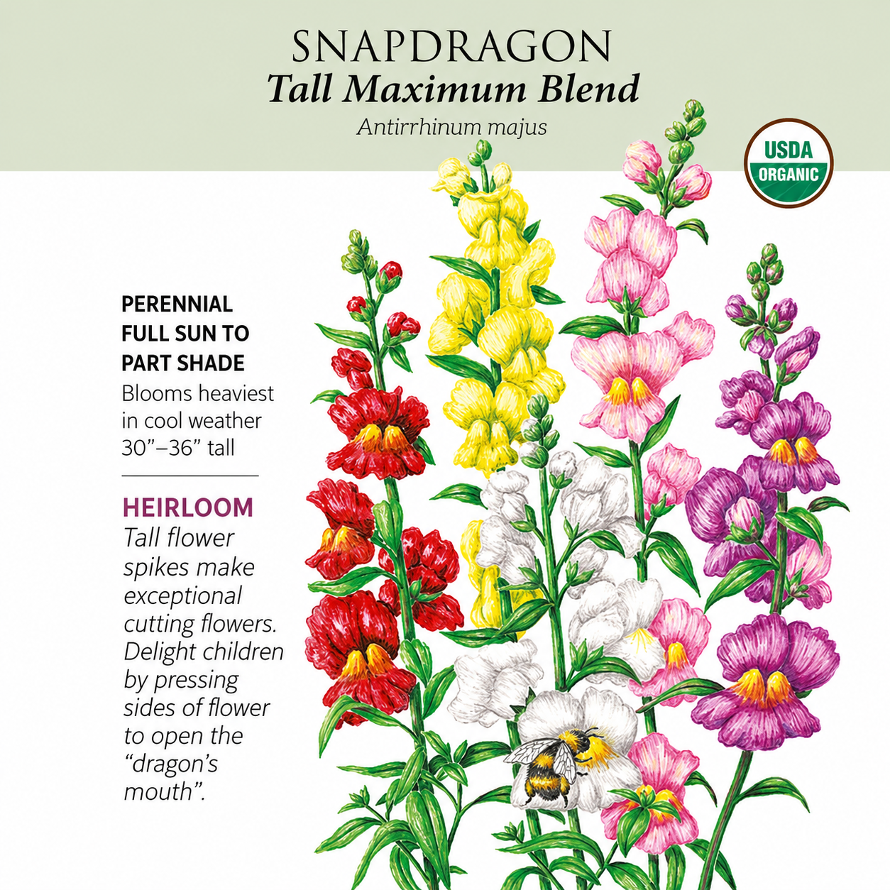 Greenhaus Gardening Snapdragon Seeds Tall Flower Mix for Mass Planting