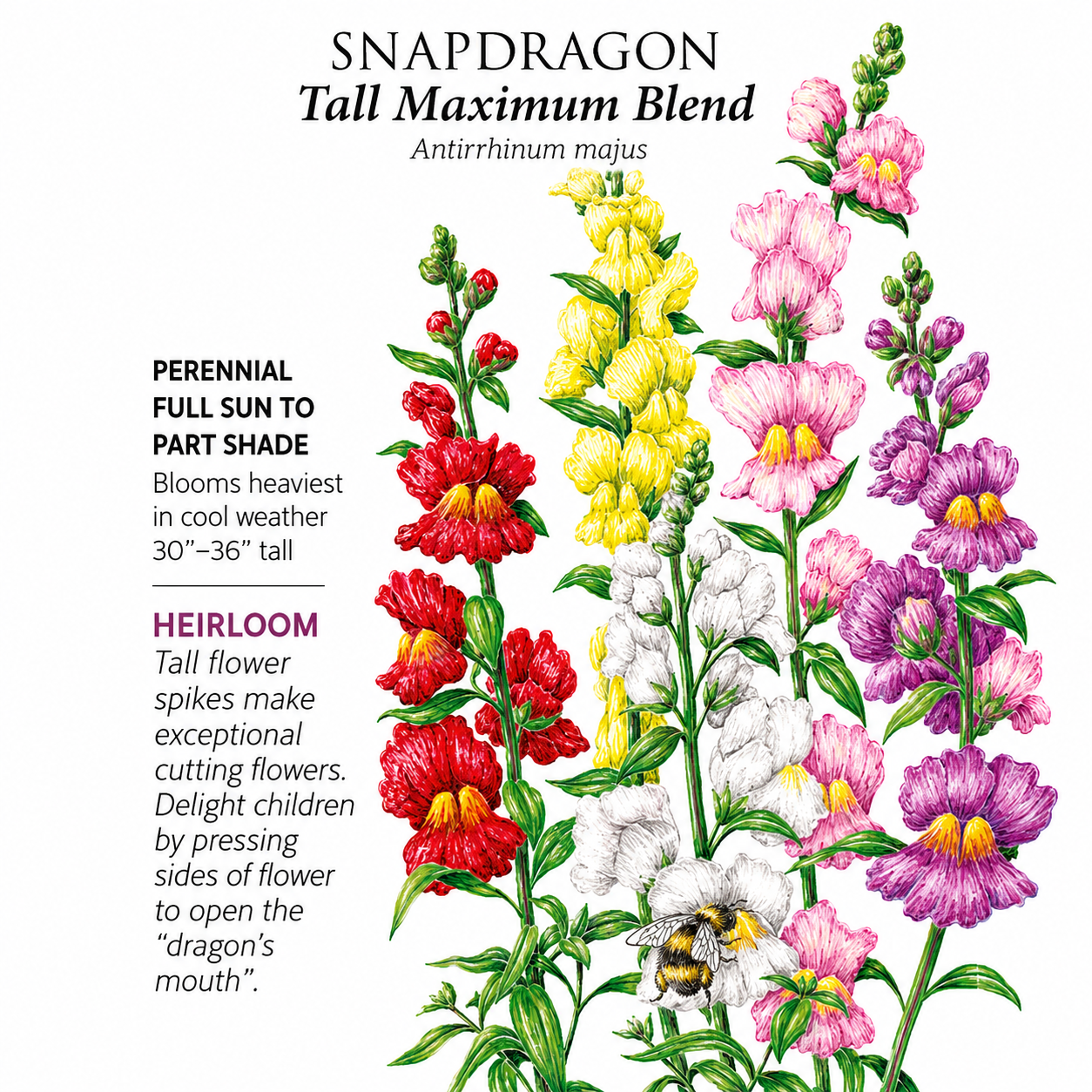 Greenhaus Gardening Snapdragon Seeds Tall Flower Mix for Mass Planting