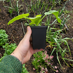Greenhaus Gardening Cube Pot Air-Pruning Pot for Healthy Root Growth