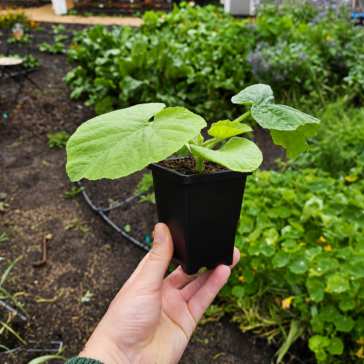 Greenhaus Gardening Cube Pot Air-Pruning Pot for Healthy Root Growth