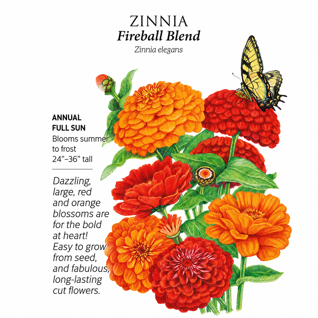Greenhaus Gardening Zinnia Seeds Fireball Flower Mix for Mass Planting
